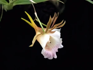 Bild von Galeandra cristata
