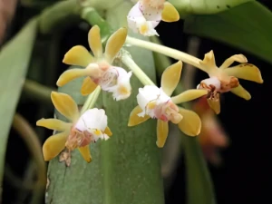Bild von Gastrochilus monticola