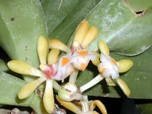 Bild von Gastrochilus obliquus