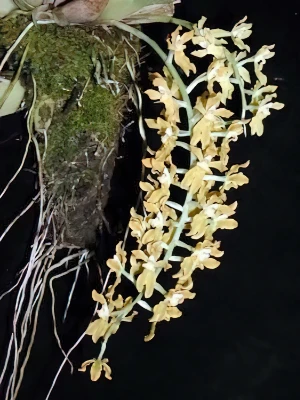 Bild von Gomesa crispa