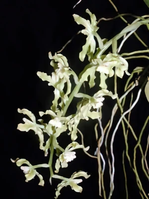 Bild von Gomesa divaricata