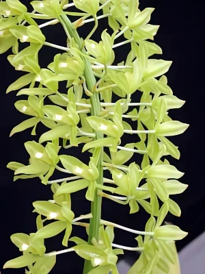 Bild von Grammatophyllum scriptum