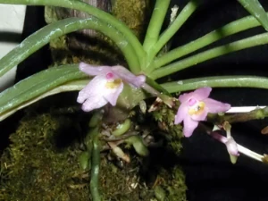 Bild von Holcoglossum yunanense