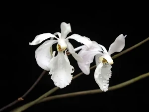 Image de Holcoglossum subulifolium