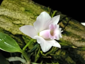 Bild von Laelia alorii 4