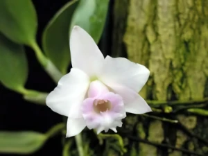 Bild von Laelia alorii