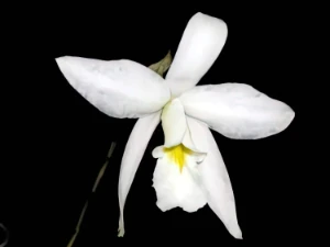 Bild von Laelia anceps var alba