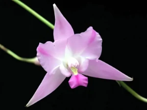 Bild von Laelia furfuracea