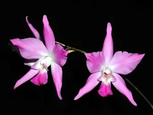 Bild von Laelia gouldiana