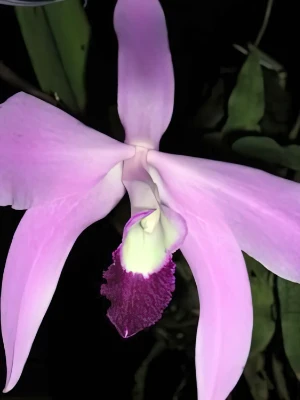 Bild von Laelia perinii 3