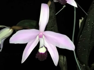 Bild von Laelia perinii 4