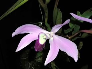 Bild von Laelia perinii