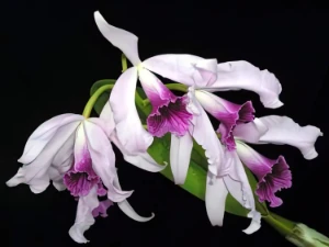 Bild von Laelia purpurata 2