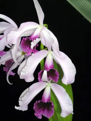 Bild von Laelia purpurata 3