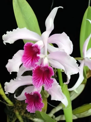 Bild von Laelia purpurata