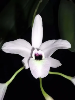 Bild von Laelia rubescens 3