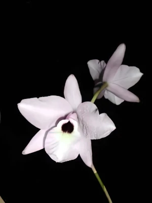 Bild von Laelia rubescens