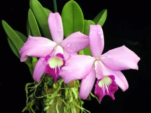 Bild von Laelia sincorana 1