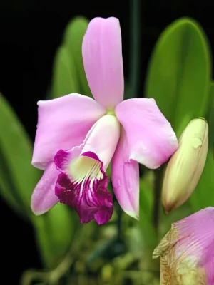 Bild von Laelia sincorana 4