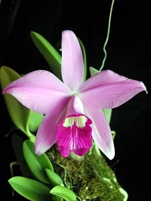 Bild von Laelia sincorana