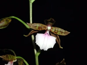 Bild von Lemboglossum bictoniense