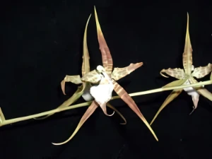 Image of Lemboglossum cordatum