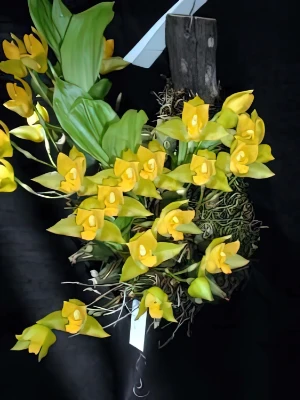 Bild von Lycaste aromatica