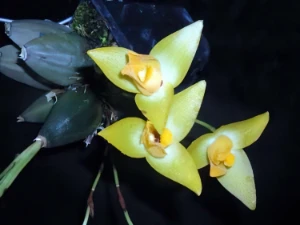 Bild von Lycaste cruenta