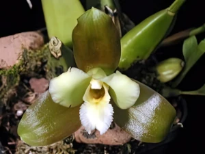 Bild von Lycaste dowiana