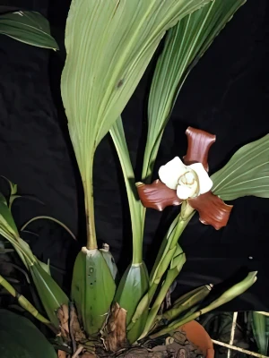 Bild von Lycaste macrophylla