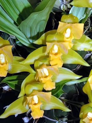 Bild von Lycaste aromatica 2