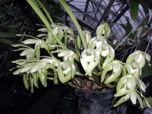 Image of Lycaste cilliata 6