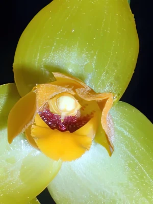 Bild von Lycaste cruenta 3