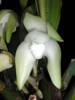 Bild von Lycaste linguella 1