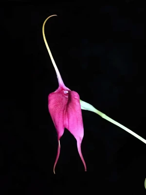 Bild von Masdevallia coccinea