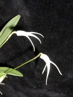 Bild von Masdevallia gitiretsii 2