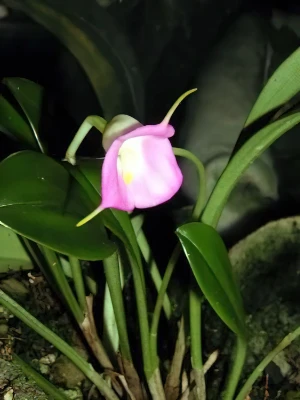 Bild von Masdevallia sp