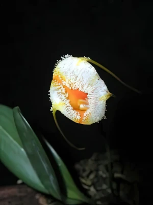 Bild von Masdevallia strobelii 4