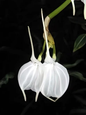 Bild von Masdevallia tovarensis