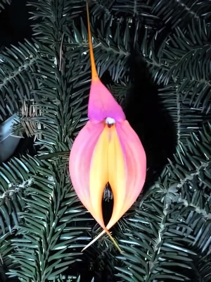 Bild von Masdevallia veitchiana