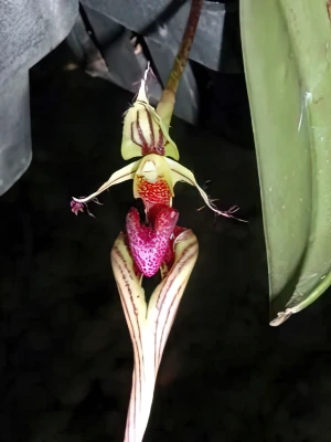 Bild von Mastigion appendiculatum