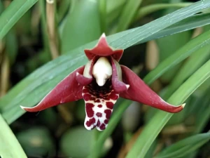 Bild von Maxillaria tenuifolia Bild von Maxillaria tenuifolia