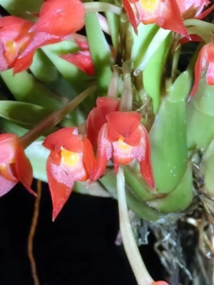 Bild von Maxillaria coccinea