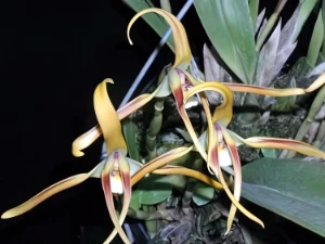 Bild von Maxillaria luteoalba 3