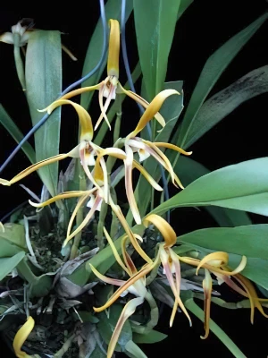 Bild von Maxillaria luteoalba