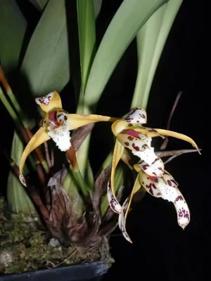 Bild von Maxillaria picta 2