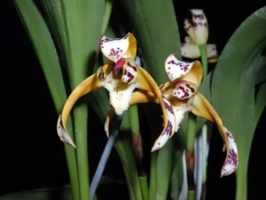 Bild von Maxillaria picta