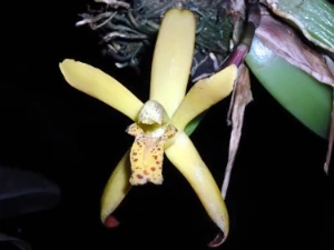 Bild von Maxillaria rufescens