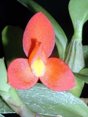 Bild von Maxillaria sophronitis