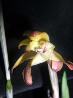 Bild von Maxillaria sp